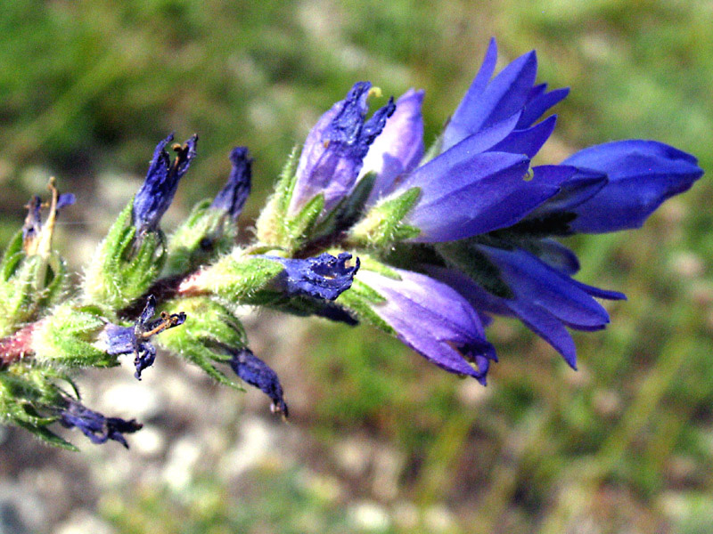 Campanula spicata L. / Campanula spigata.